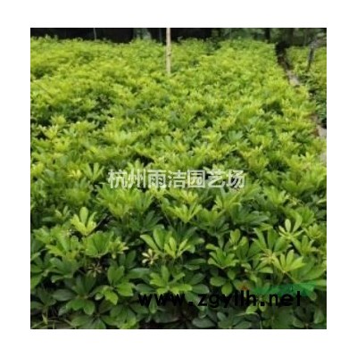 供应大叶吴风草，各类城市绿化 商场绿化植物 可提供发票