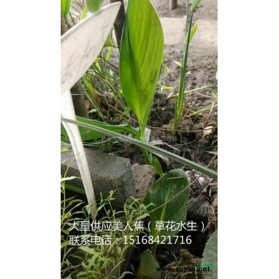 供应矾根 绣球 承接各类城市绿化植物  代开发票