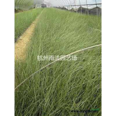 大量供应西伯利亚鸢尾 常绿水生鸢尾 常年供应各类水生植物