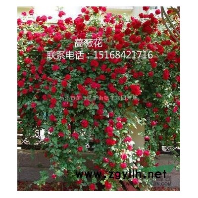 大量供应香橼 欢迎联系