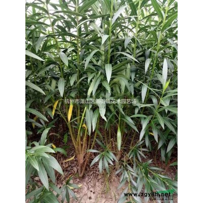 常年低价供应各类草花水生植物，粉黛乱子草盆栽地栽