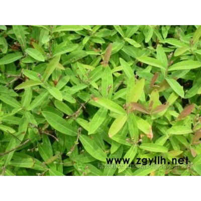 现货供应南天竹 火焰南天竹