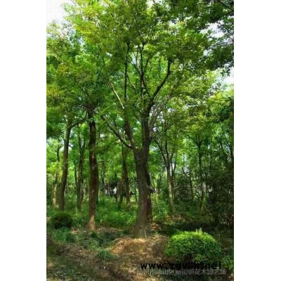 苗圃供应5公分落羽杉 落羽杉5公分 池衫水杉等，欢迎联系！