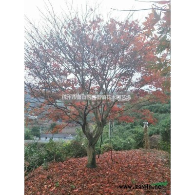 苗圃常年供应落羽杉 池衫 水杉等 落羽杉2公分供应