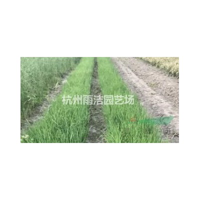 大量出售榉树 2-6公分 价格实惠 欢迎联系