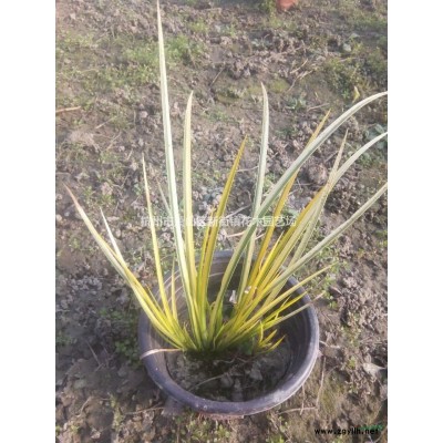 大量出售三公分栾树 欢迎联系！