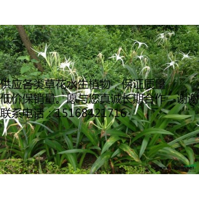 现货低价供应爬山虎 爬墙虎 野蔷薇 蔷薇花等庭院绿化苗