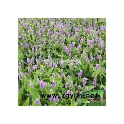 大量供应喷雪花盆栽、金丝桃、紫娇花、全年批发大叶吴凤草！