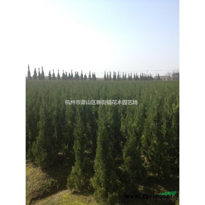 供应斑叶芒*新价格/斑叶芒报价