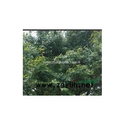 供应浙江金丝苔草信息