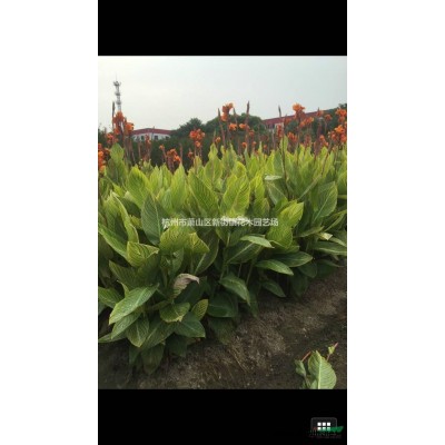 供应唐菖蒲报价/浙江唐菖蒲报价