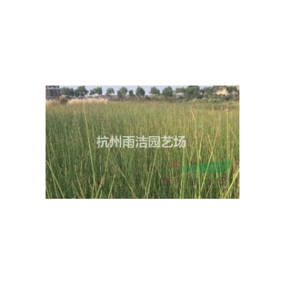 供应野茭白供应/野茭白图片