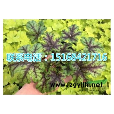 黄花水龙、台湾水龙，柳叶菜，各种水生植物