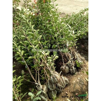 矾根花苗矾根盆栽花苗|耐寒矾根植物变色彩叶草多年生庭院矾根苗