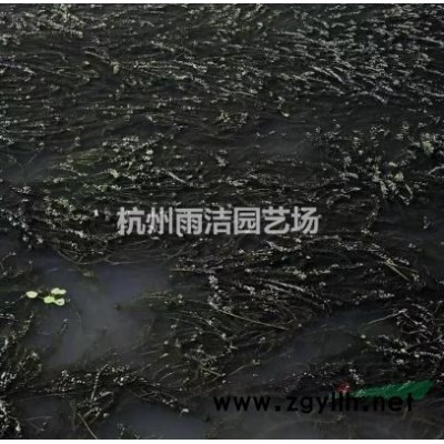 浙江哪家做草花水生植物的*专业 *好 *低价 荇菜 萍逢草