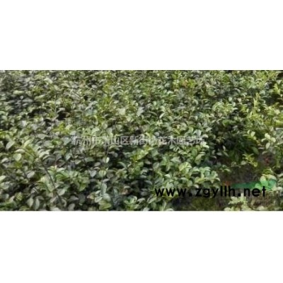 常年供应玉簪，石蒜，兰花三七，鸢尾量大，欢迎随时联系！