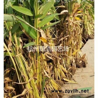 大量供应彩叶杞柳地栽 盆栽 球型 各规格欢迎联系