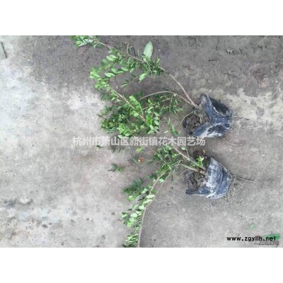 大量低价销售大叶黄杨小苗 色块苗等欢迎联系