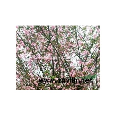 浙江地区低价供应垂柳 保证低价 保证质量 欢迎随时联系