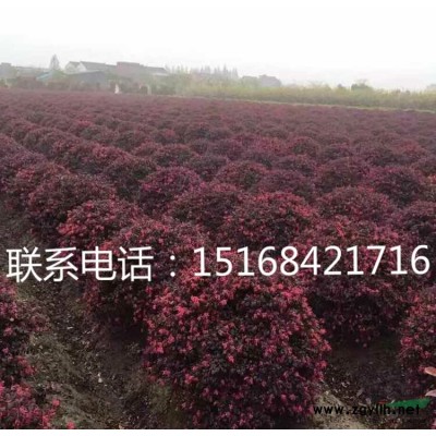 低价供应龙柏 龙柏接苗 小龙柏 桧柏1.5-2米-2.5米