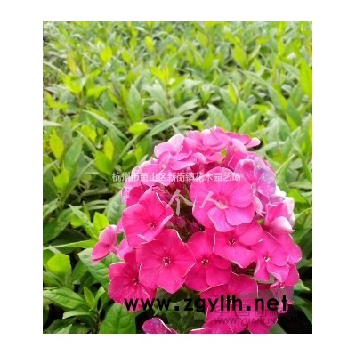 柿子树供应 低价供应 大量低价供应各类果树