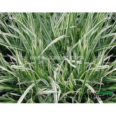 黄菖蒲，大量供应200万，高度30左右，苗子漂亮，数量足