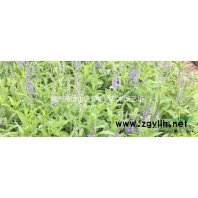 供应枇杷树 橘子树 金桔树等各类果树苗 低价供应