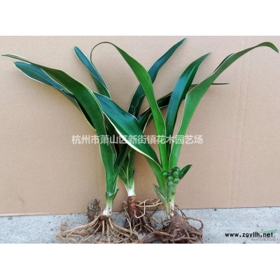 **低价出售粉黛乱子草 杯苗 地苗 地栽盆栽