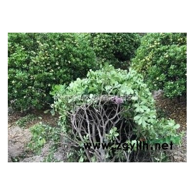 大量供应常绿水生鸢尾200万 西伯利亚鸢尾 鸢尾