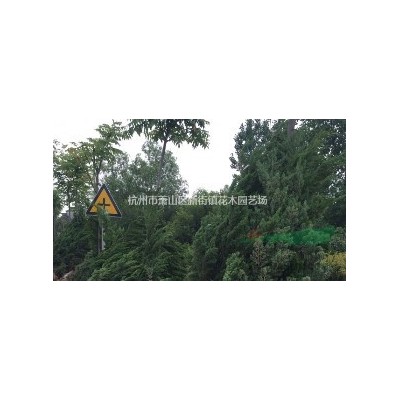 常年供应榉树2-30公分 常年供应20公分榉树 红榉 红榉树