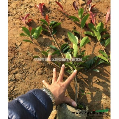 大量低价供应银杏树 银杏树小苗热销中，欢迎联系！