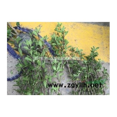 供应水菖蒲*新价格/水菖蒲报价