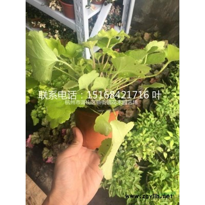 供应紫金牛、小青、矮茶、短脚三郎，不出林，矮脚樟茶，老勿大