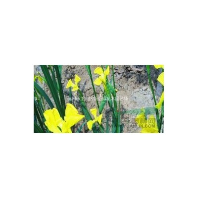 供应葱兰、葱莲、玉帘、白花菖蒲莲、韭菜莲、肝风草