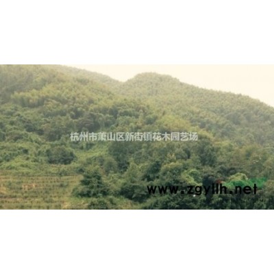 麻叶绣线菊、麻叶绣球、麻叶绣球绣线菊、石棒子