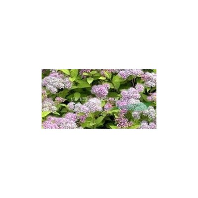 *哪家做多肉植物多肉的*好？这家*专业