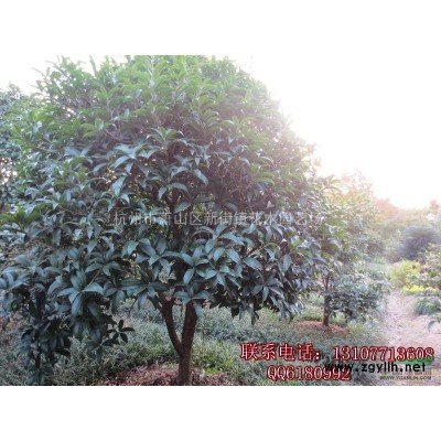 多肉植物多肉组合盆栽防辐射绿植花卉办公创意