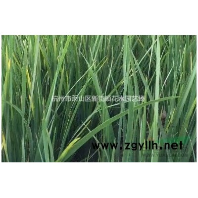 大量出售美人蕉 各色美人蕉 水生美人蕉 *品种大量供应中