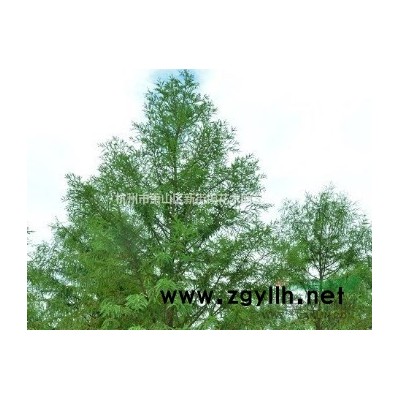 西伯利亚燕尾，鸢尾，水生鸢尾。*低价的水生植物草花哪家便宜