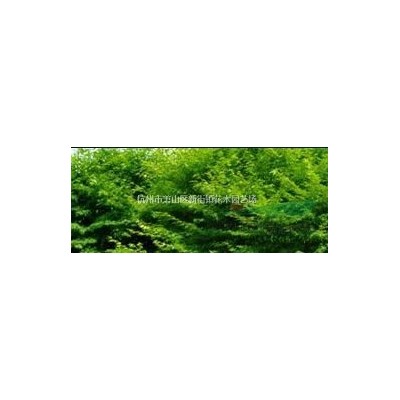 精品香樟树处理价 处理价 30-40公分 欲购从速！！！