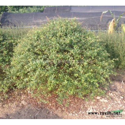 本基地常年供应草坪，天堂草、百慕大、马尼拉、沙培果岭草等