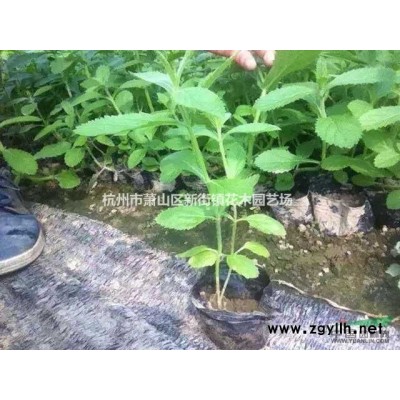 供应花蔺报价/浙江花蔺报价