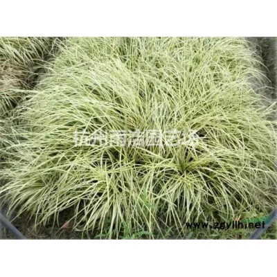 供应浙江萧山荷兰菊