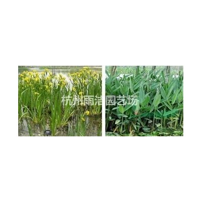 金边黄杨、金边冬青卫矛