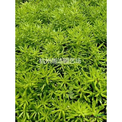 各种水生植物，再力花、 水竹芋，水莲蕉，塔利亚