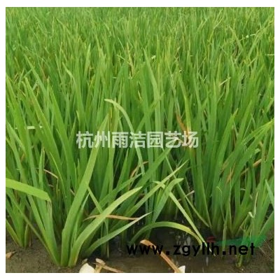 芦荻，花叶芦荻，芦荻竹，芦竹，各种水生植物