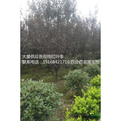 兰花三七哪家好