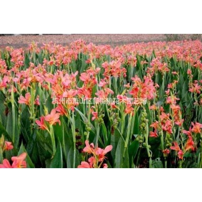 矾根观叶室外庭院植物阳台花卉多年生*耐寒耐热盆栽花苗