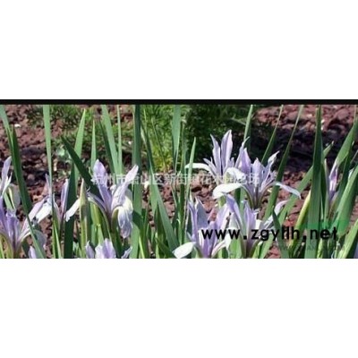 多肉植物组合盆栽绿植花卉花盆办公室室内防辐射肉肉植物盆景