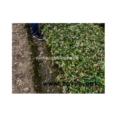 低价出售黄金槐 黄金枫 梨头树小苗，欢迎随时联系！